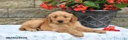 Golden Retriever dogs for sale: Hero - Ad 1