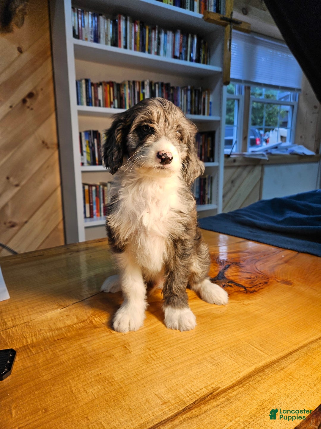 Mixed Breed dogs for sale: Harry - Ad 3