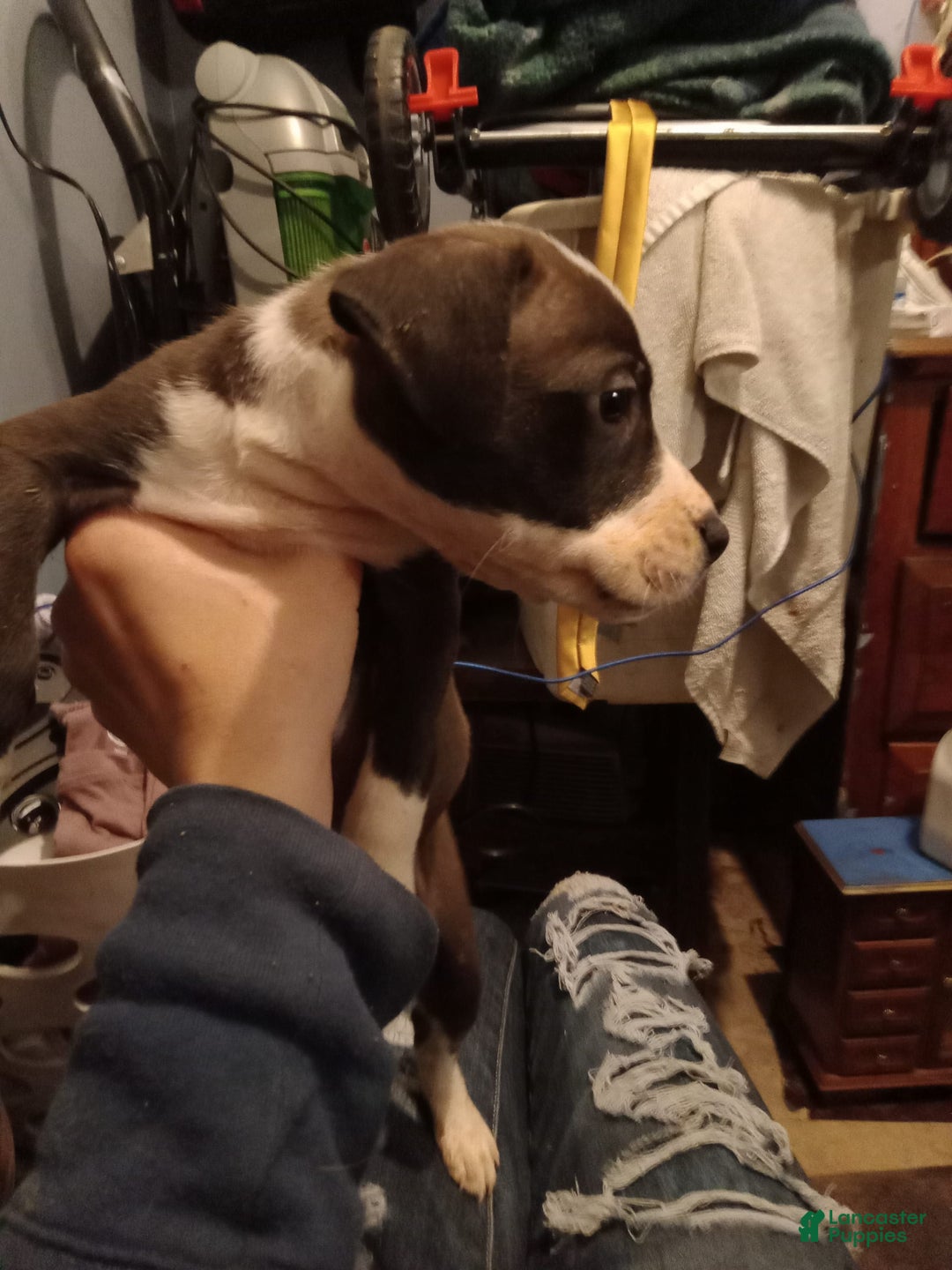 Gallery Image {{count}}