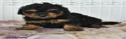 Miniature Poodle dogs for sale: Colton - Ad 5