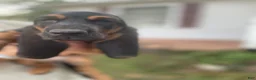 Basset Hound dogs for sale: Betty (blue collar) - Ad 3