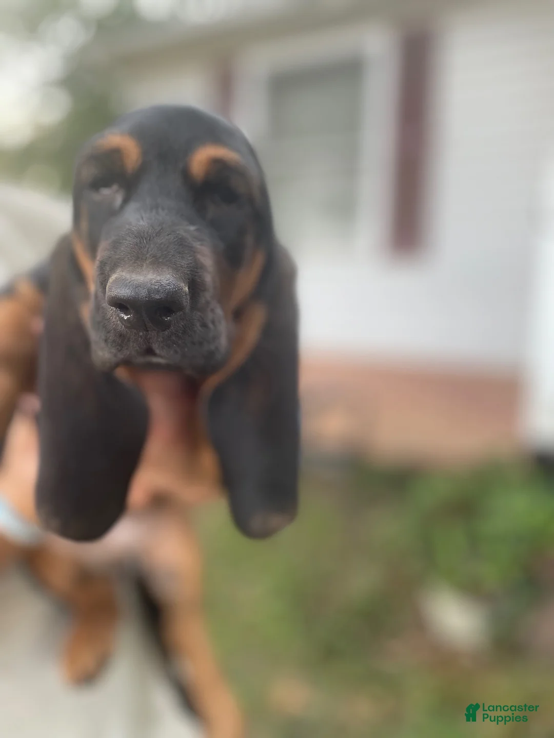 Basset Hound dogs for sale: Betty (blue collar) - Ad 3