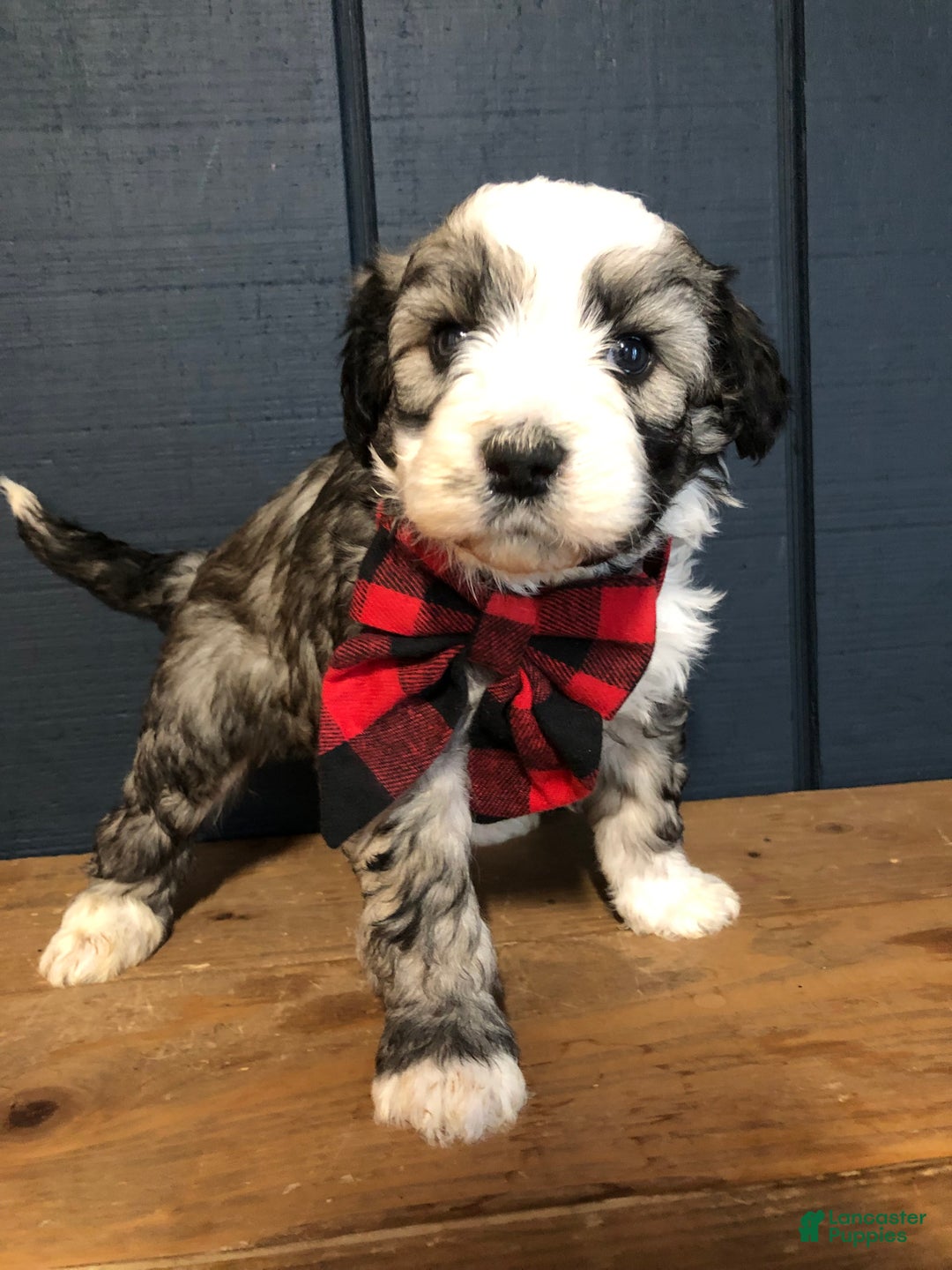 Aussiedoodle dogs for sale: Cocoa - Ad 2