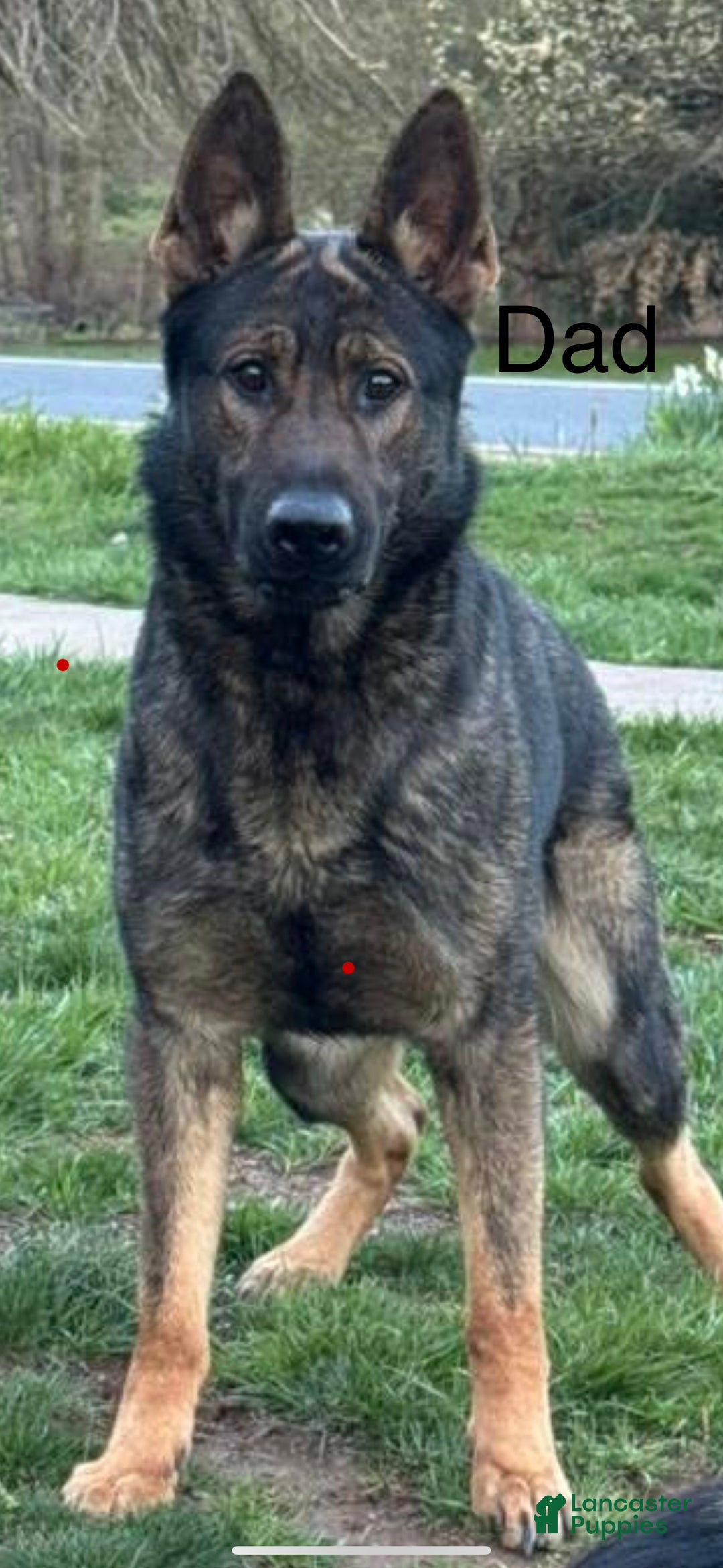 German Shepherd dogs for sale: Thor - Ad 10