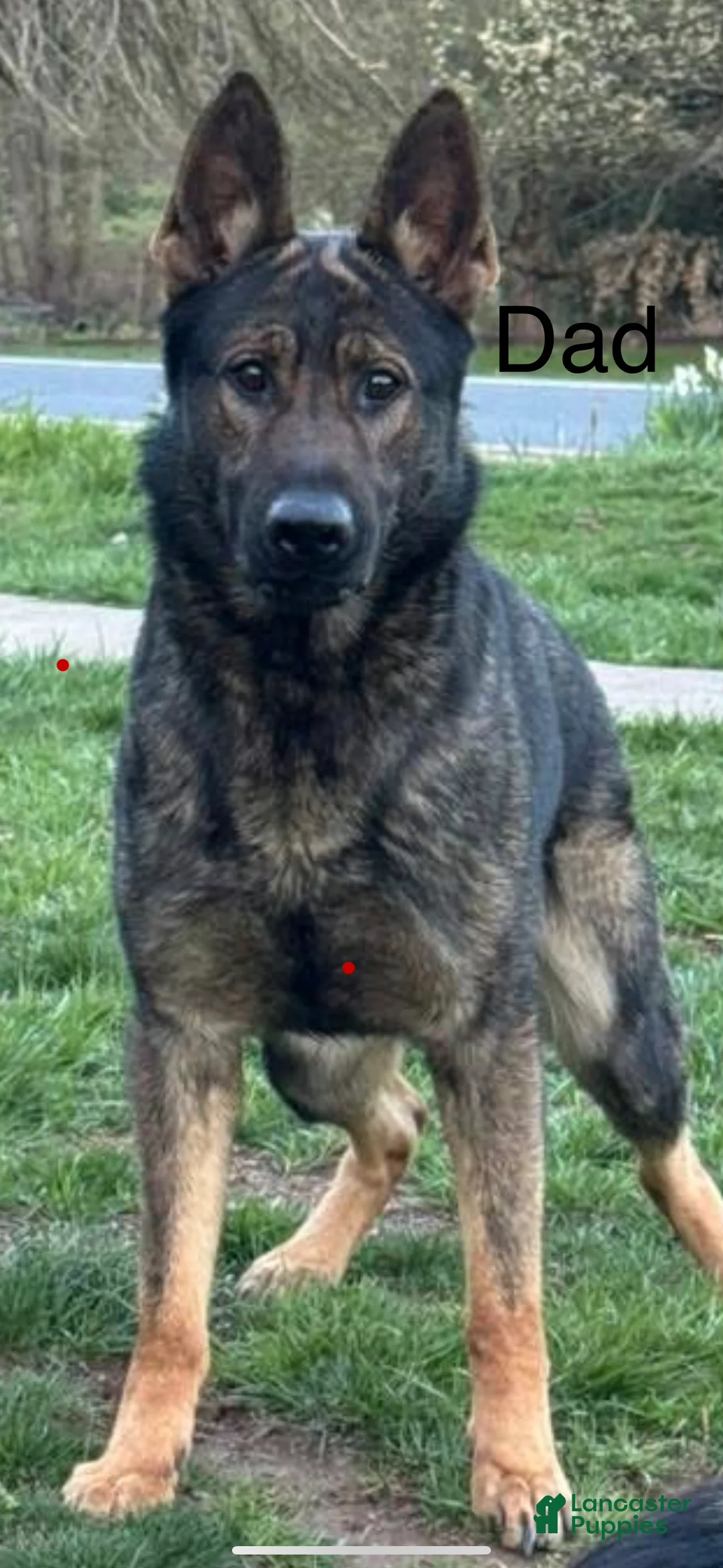 German Shepherd dogs for sale: Thor - Ad 10