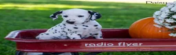 Dalmatian dogs for sale: Daisy - Ad 1