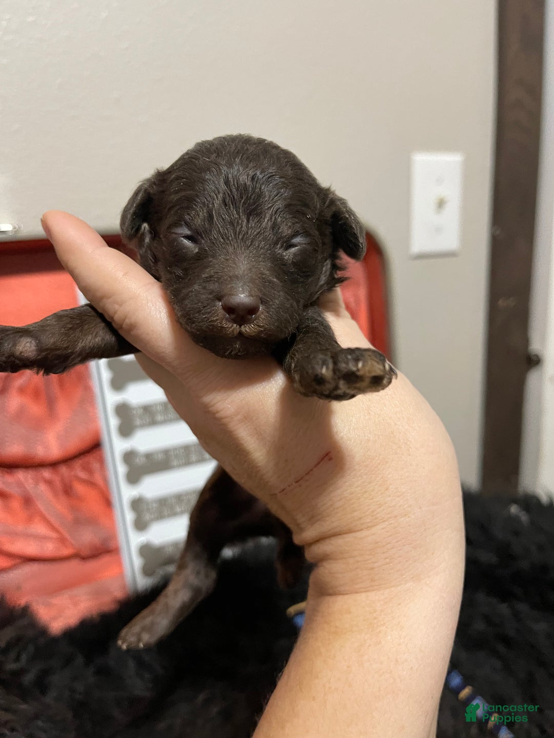 Miniature Poodle dogs for sale: Akc Clear Chocolate Phantom Boy 2 - Ad 22