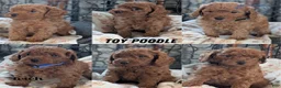 Toy Poodle dogs for sale: Waneta - Ad 12