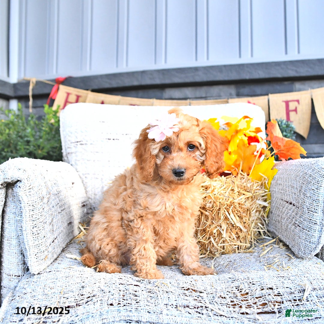 Cavapoo dogs for sale: Oakley - Ad 9