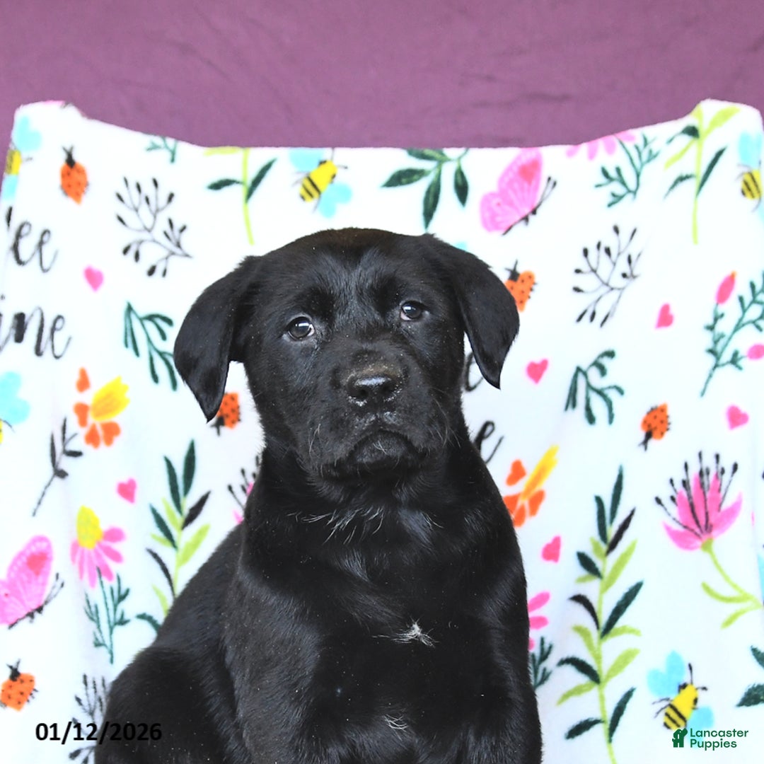 Labrador Retriever dogs for sale: Pepsi - Ad 4