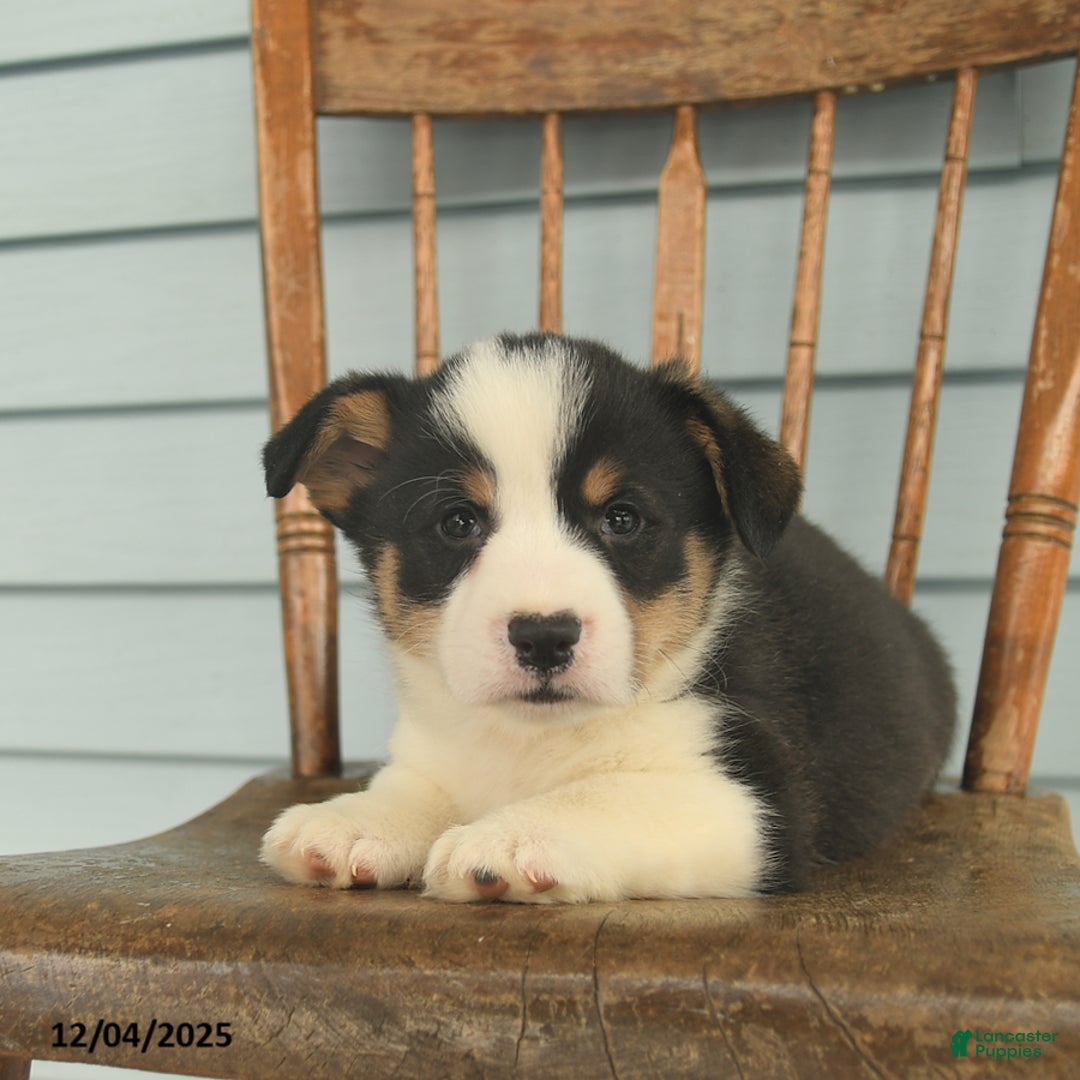 Welsh Corgi Pembroke dogs for sale: Samson  - Ad 3