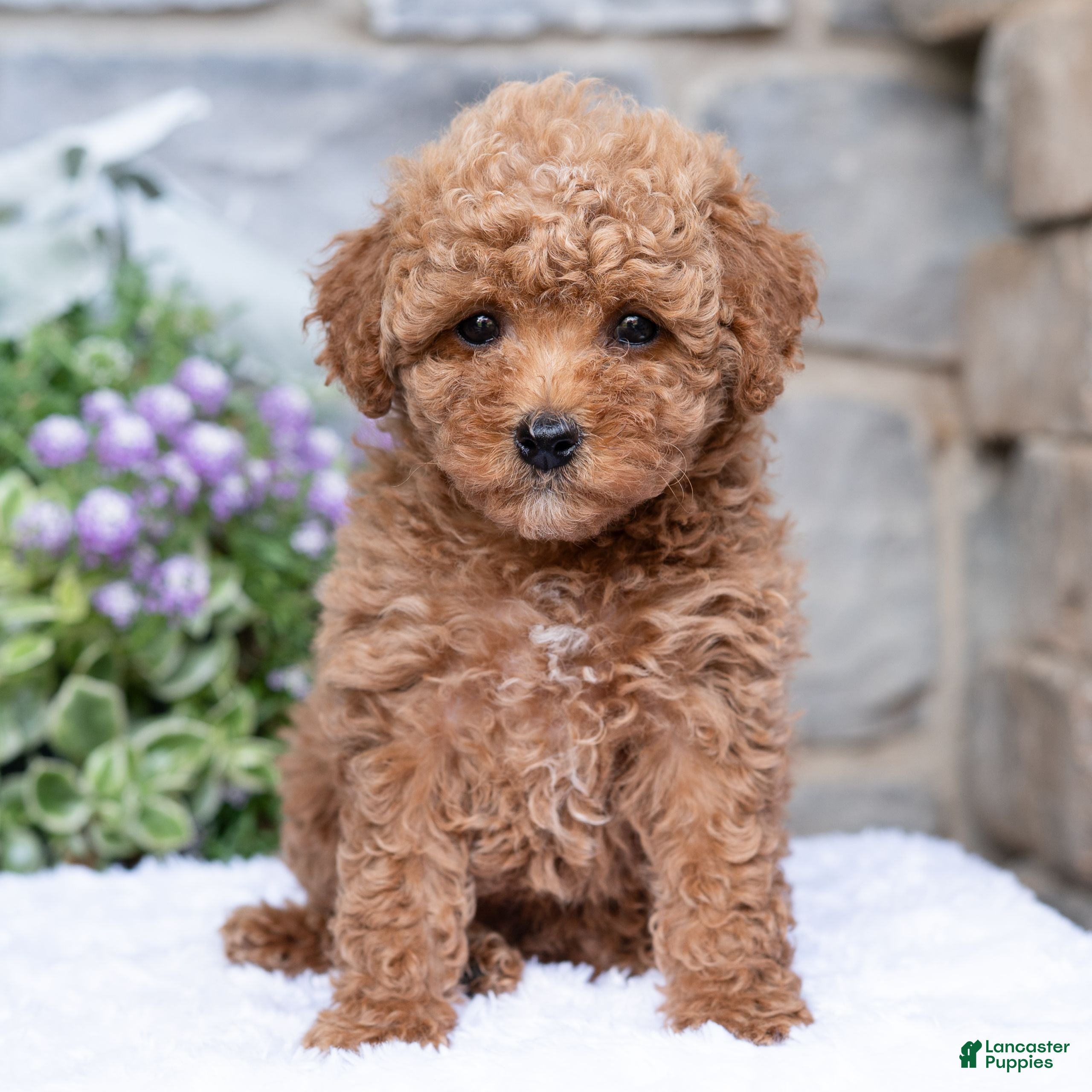 Havapoo dogs Allie  - Ad 1