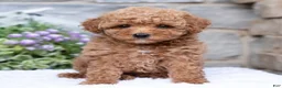 Havapoo dogs for sale: Allie  - Ad 1