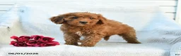Mini Goldendoodle dogs for sale: Morgan - Ad 9