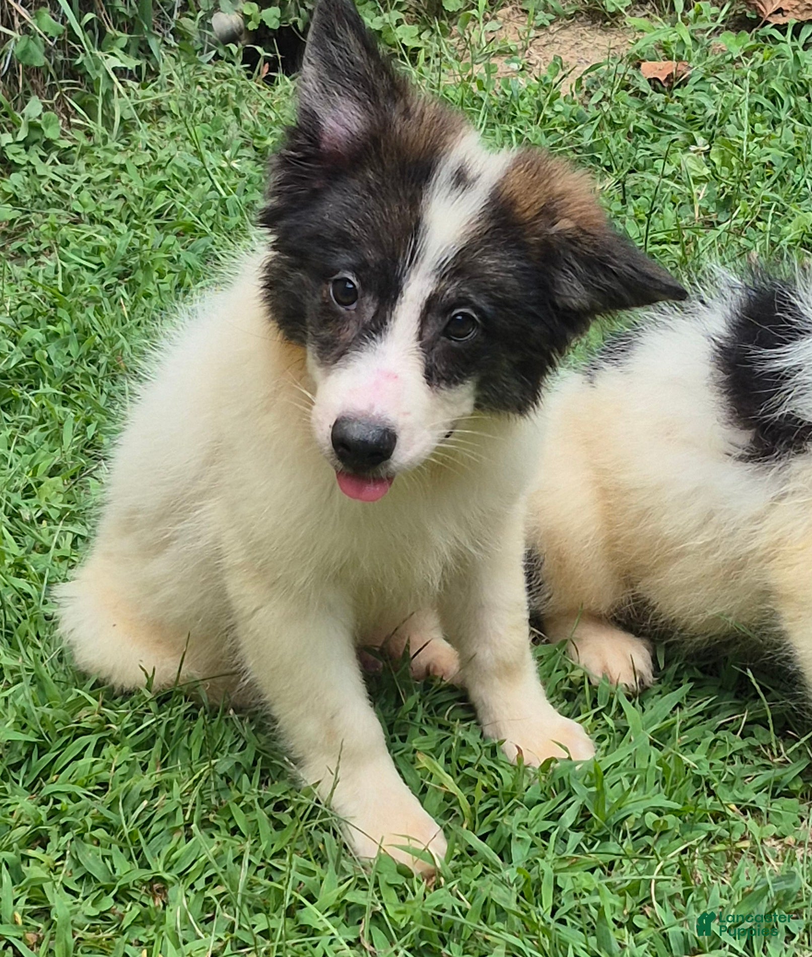 Mixed Breed dogs for sale: Winston - Ad 2