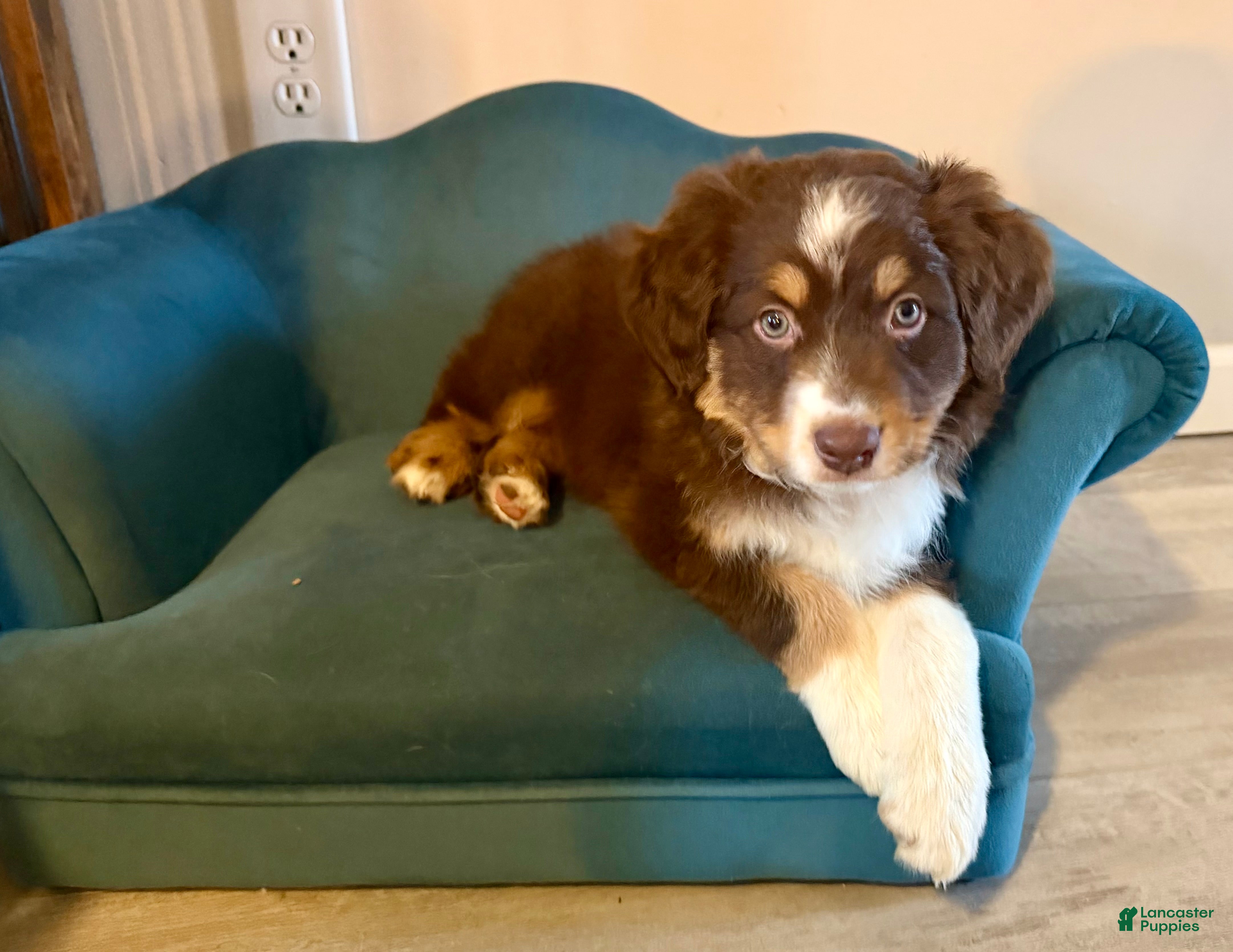 Australian Shepherd dogs Whales - Ad 2