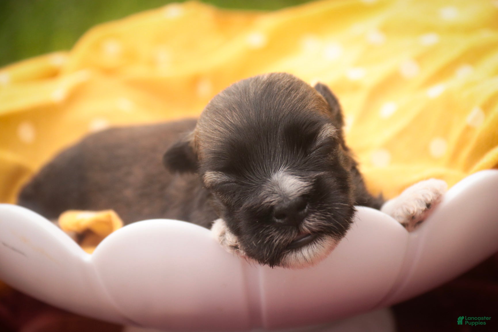 Havanese dogs Blitz Havanese  - Ad 2