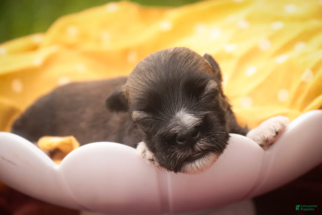 Havanese dogs for sale: Blitz Havanese  - Ad 2