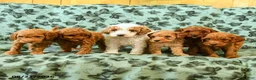 Mini Goldendoodle dogs for sale: Curly Que - Ad 10