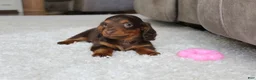 Miniature Dachshund dogs for sale: Olivia - Ad 8