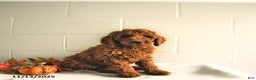Standard Poodle dogs for sale: Ryan - Ad 3