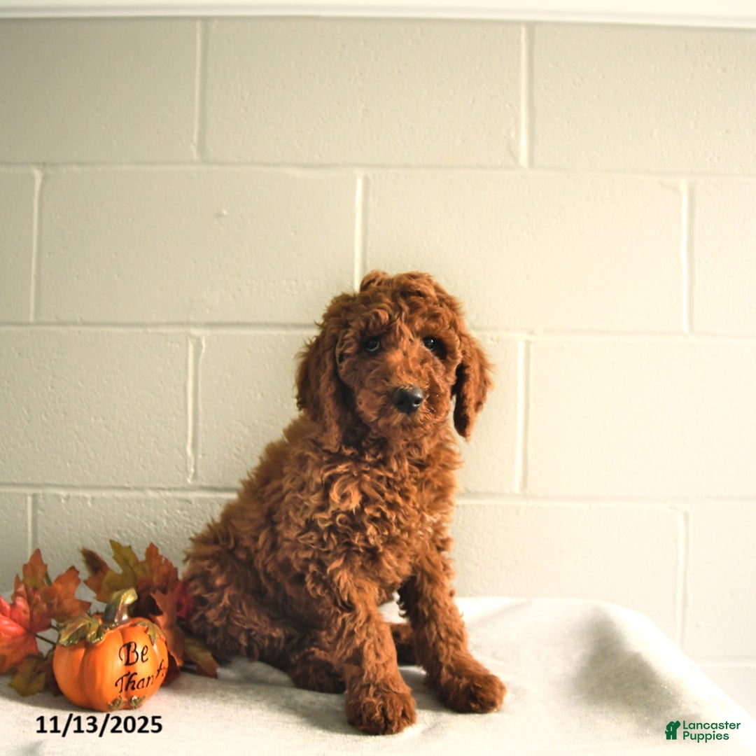 Standard Poodle dogs for sale: Ryan - Ad 3