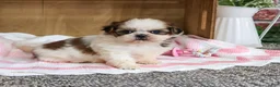 Shih Tzu dogs for sale: Jessie - Ad 3
