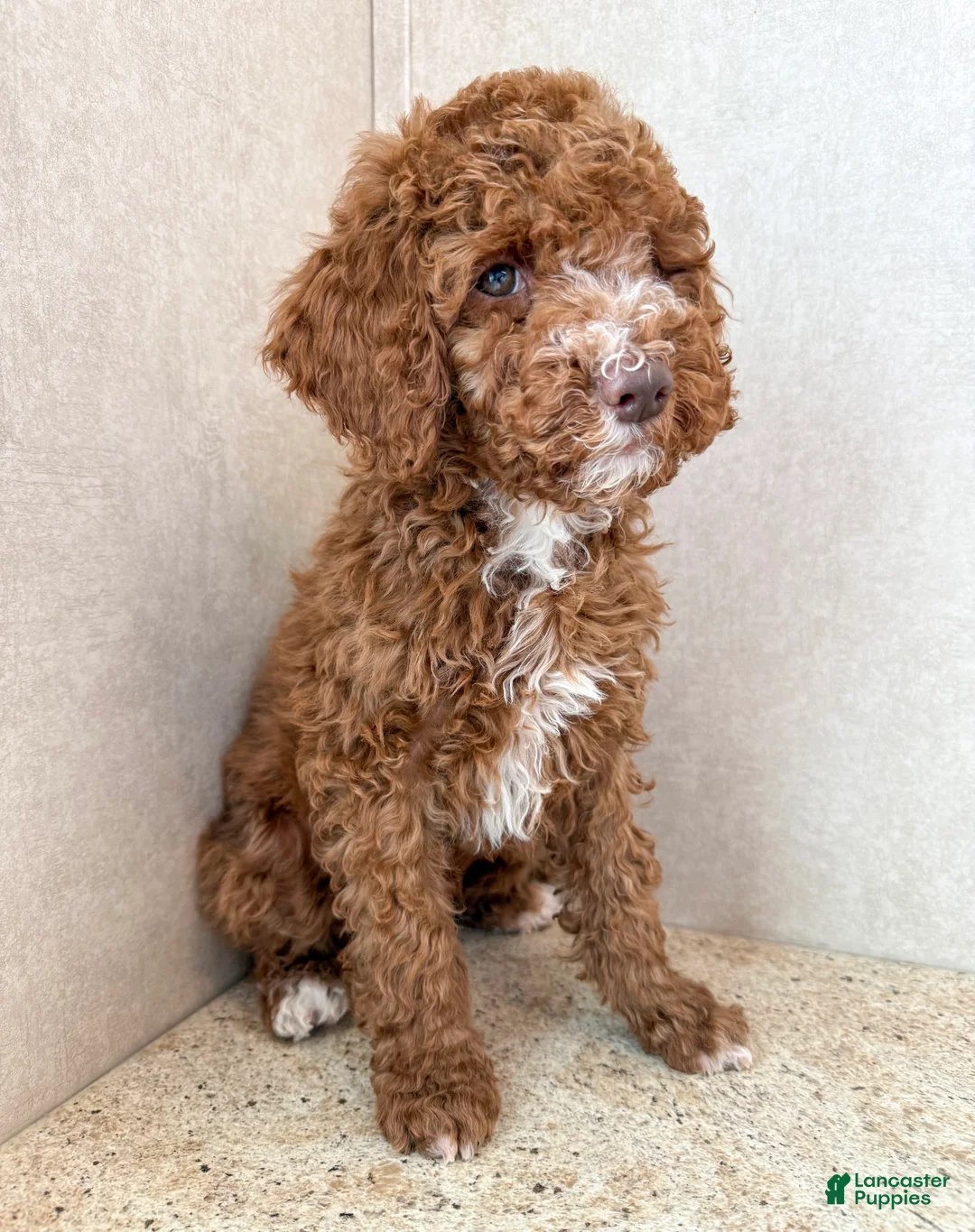 Goldendoodle dogs for sale: Martha  - Ad 14
