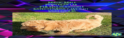 Goldendoodle dogs for sale: Magic “Purple Collar” Male - Ad 17
