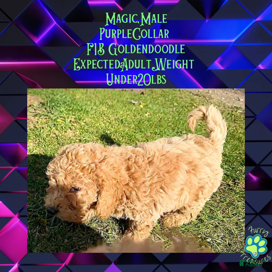 Goldendoodle dogs for sale: Magic “Purple Collar” Male - Ad 17