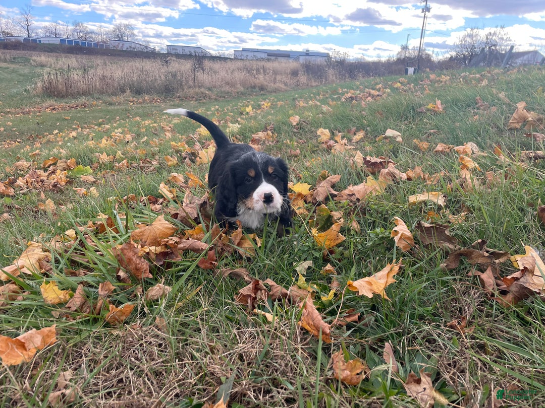 Mixed Breed dogs for sale: Hunter - Ad 5