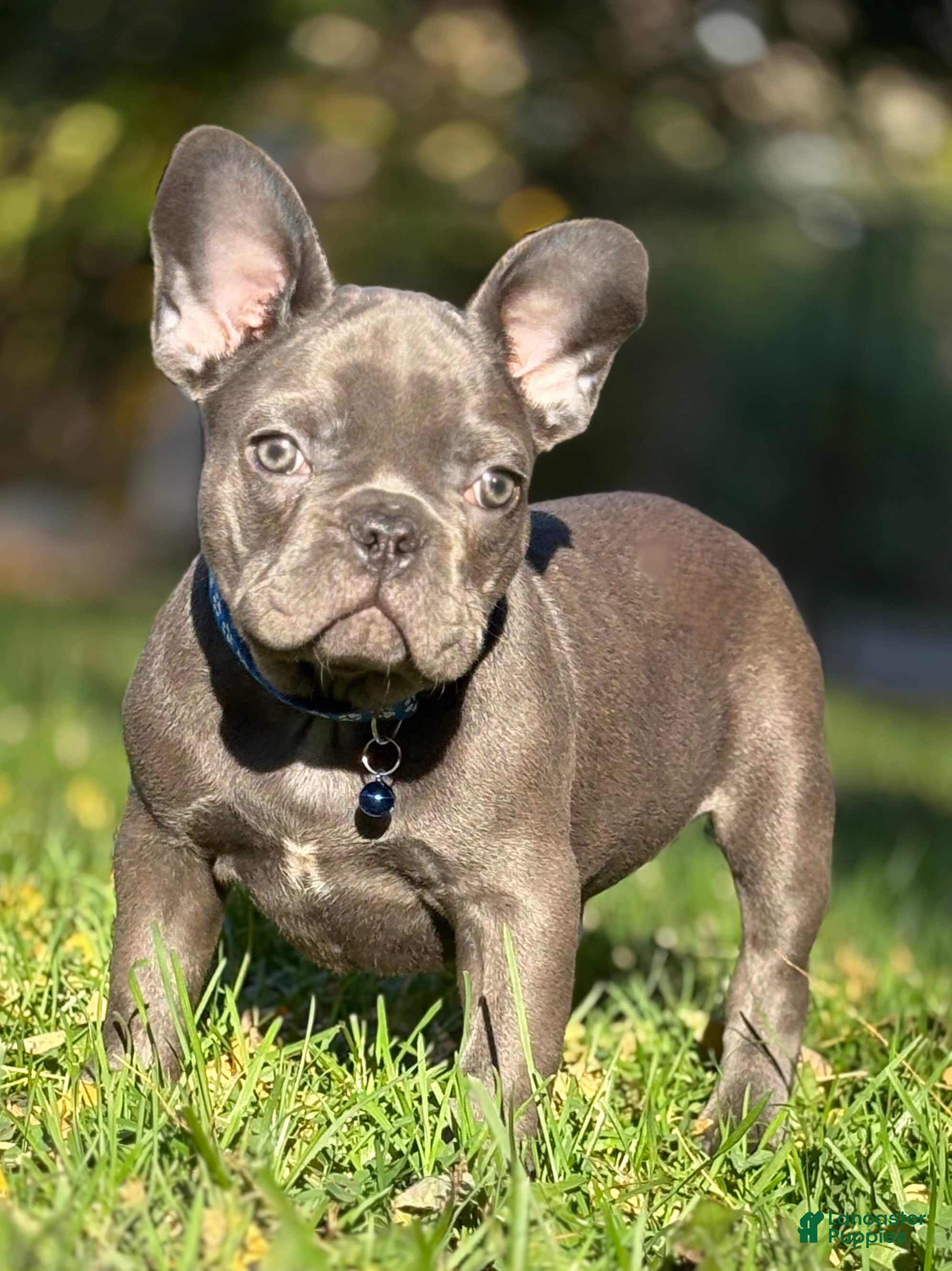 French Bulldog dogs for sale: BRUTUS - Ad 2