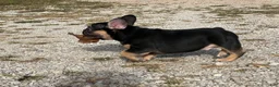 French Bulldog dogs for sale: Flynn  - Ad 10