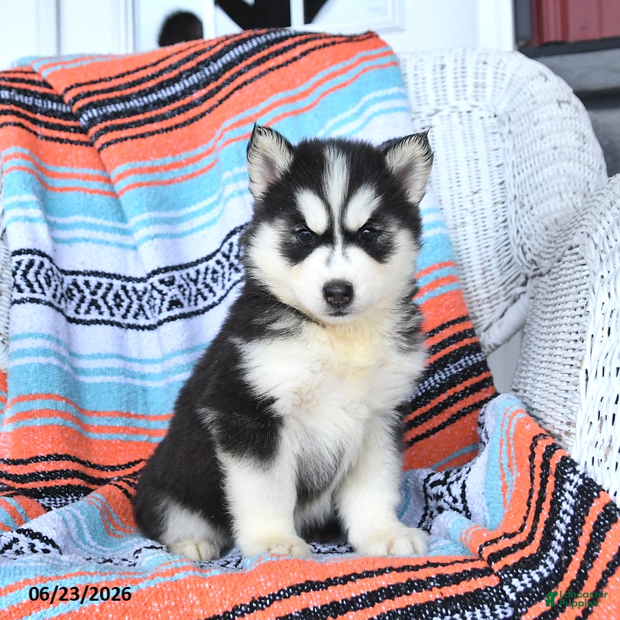 Siberian Husky dogs Sheila - Ad 2