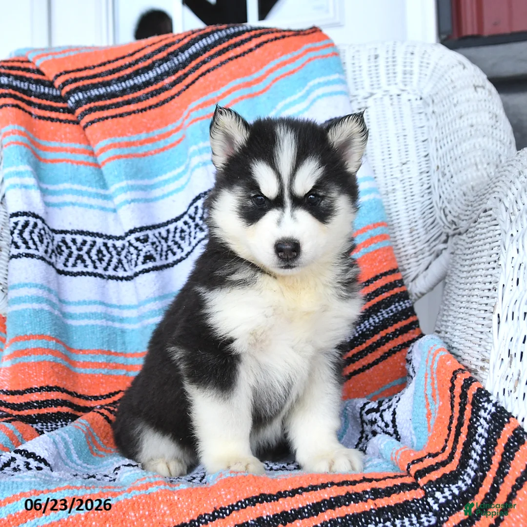 Siberian Husky dogs for sale: Sheila - Ad 2