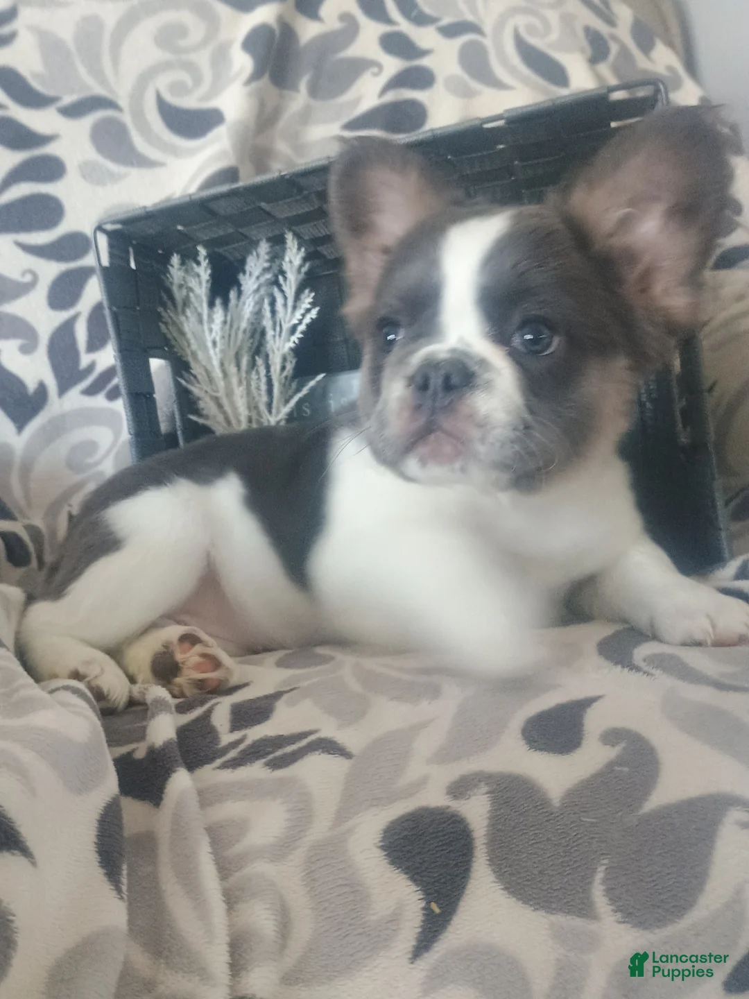 French Bulldog dogs for sale: Fluffy Tulip  - Ad 6