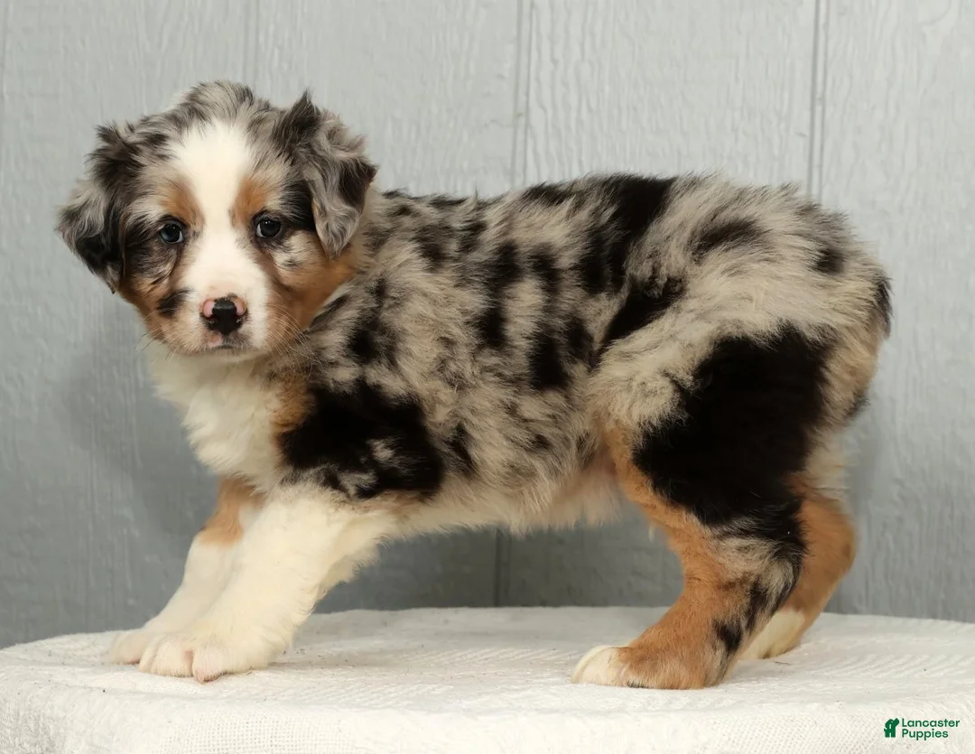 Australian Shepherd dogs for sale: Frank - Ad 9