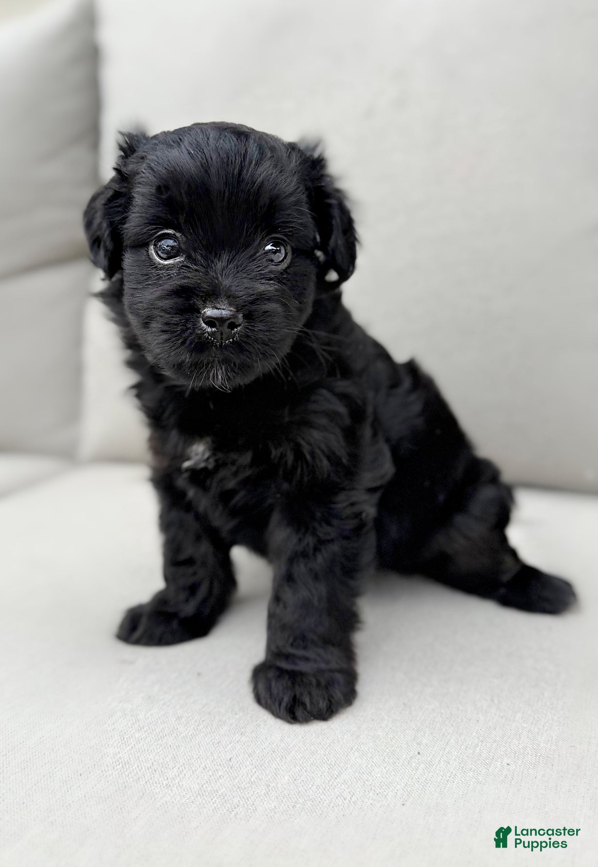 Mini Aussiedoodle dogs Izzy - Ad 1