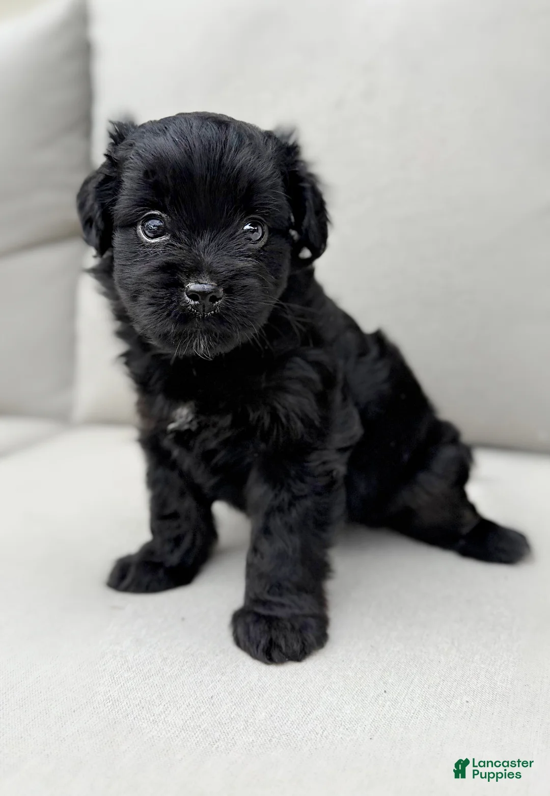 Mini Aussiedoodle dogs for sale: Izzy - Ad 1