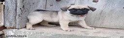 Pug dogs for sale: Fall - Ad 4