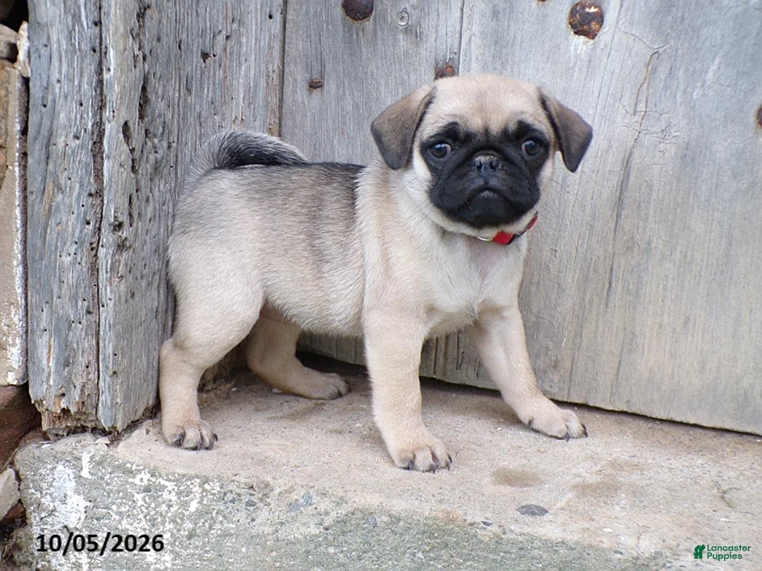Pug dogs for sale: Fall - Ad 4