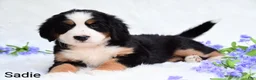 Bernese Mountain Dog dogs for sale: Sadie  - Ad 4