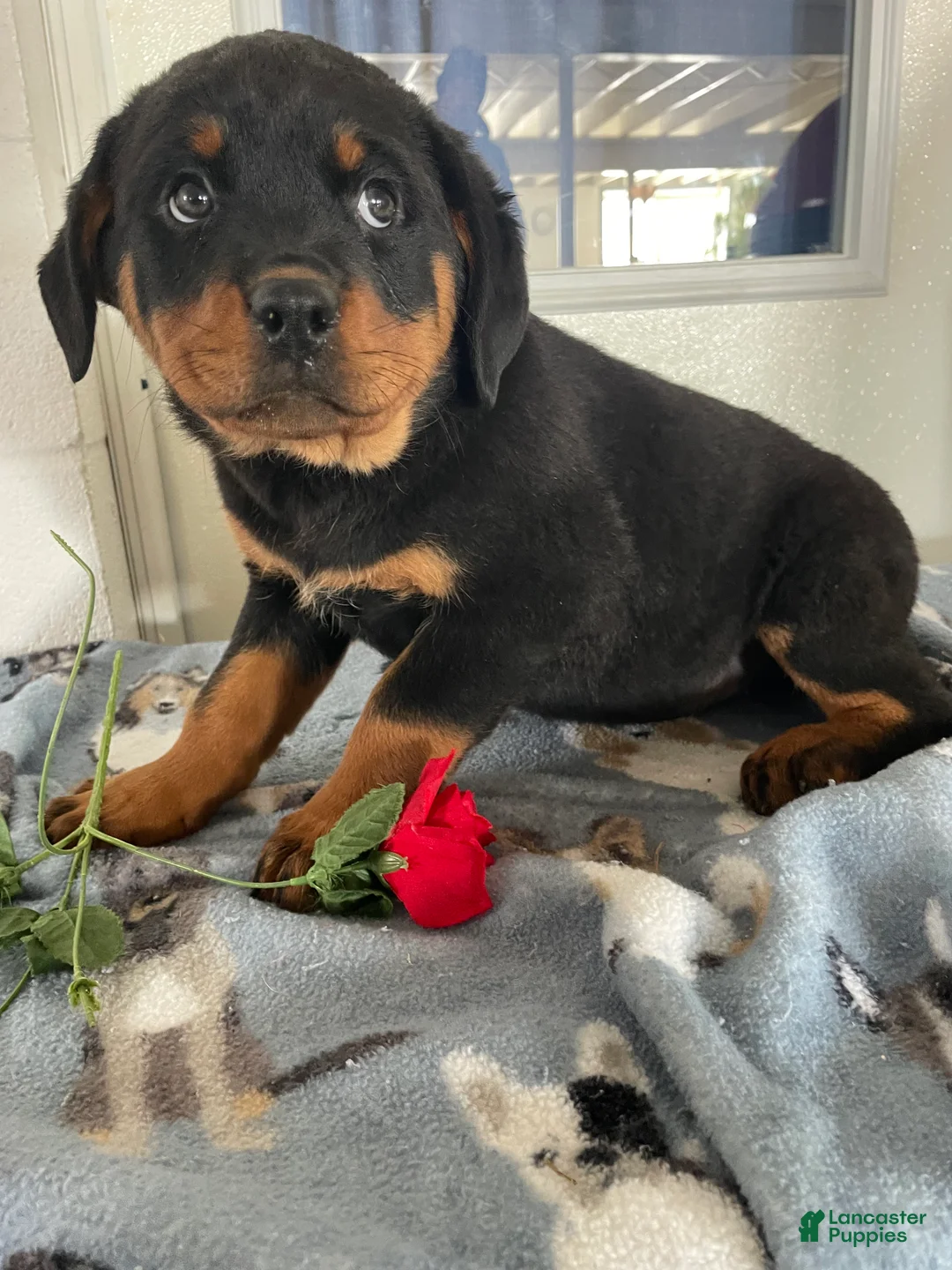 Rottweiler dogs for sale: Bella - Ad 3