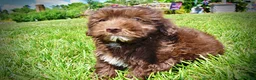 Havapoo dogs for sale: Ewok - Ad 9