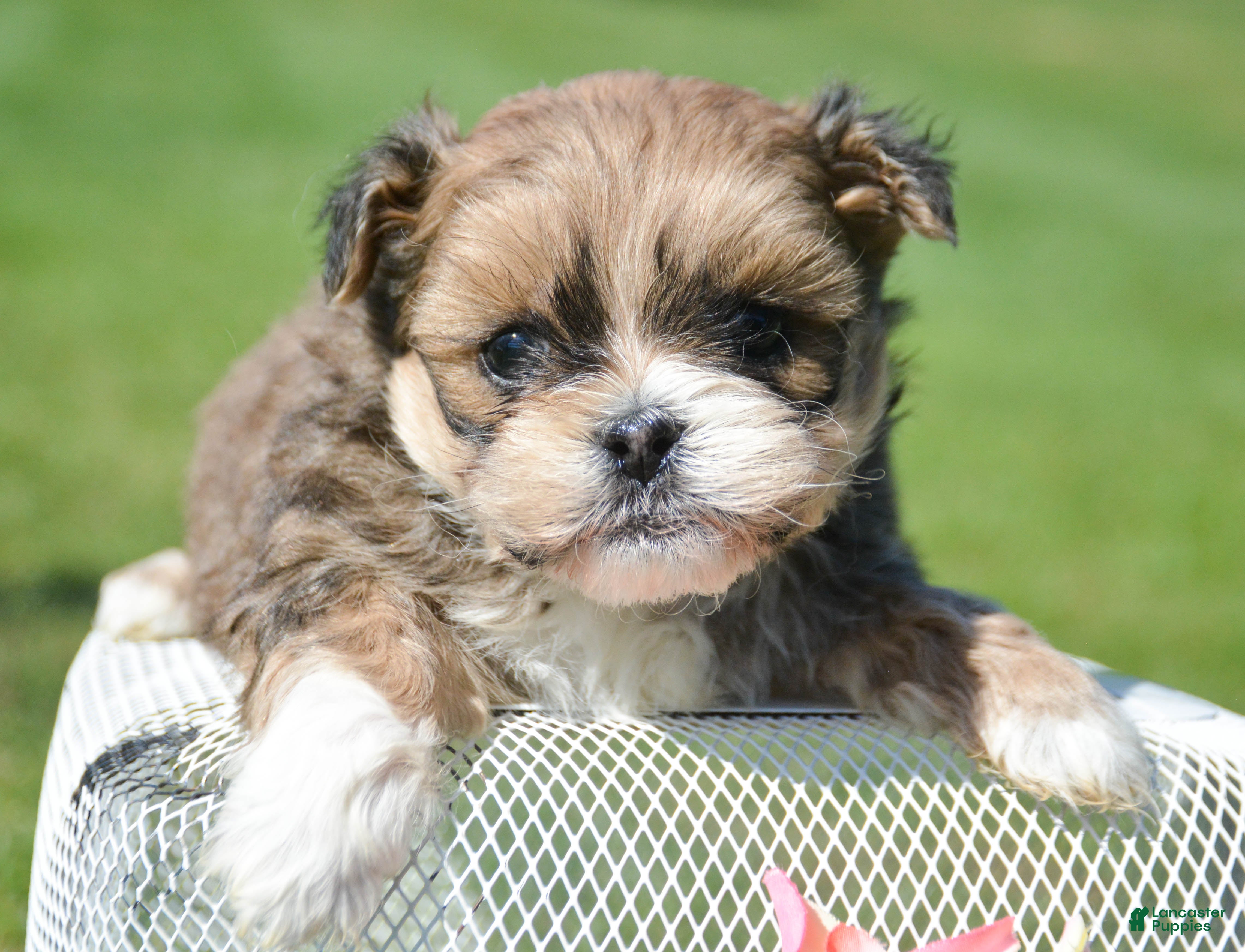 Shihpoo dogs Shihpoo Spencer - Ad 23
