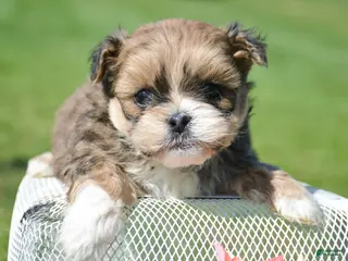 Shihpoo dogs Shihpoo Spencer - Ad 23