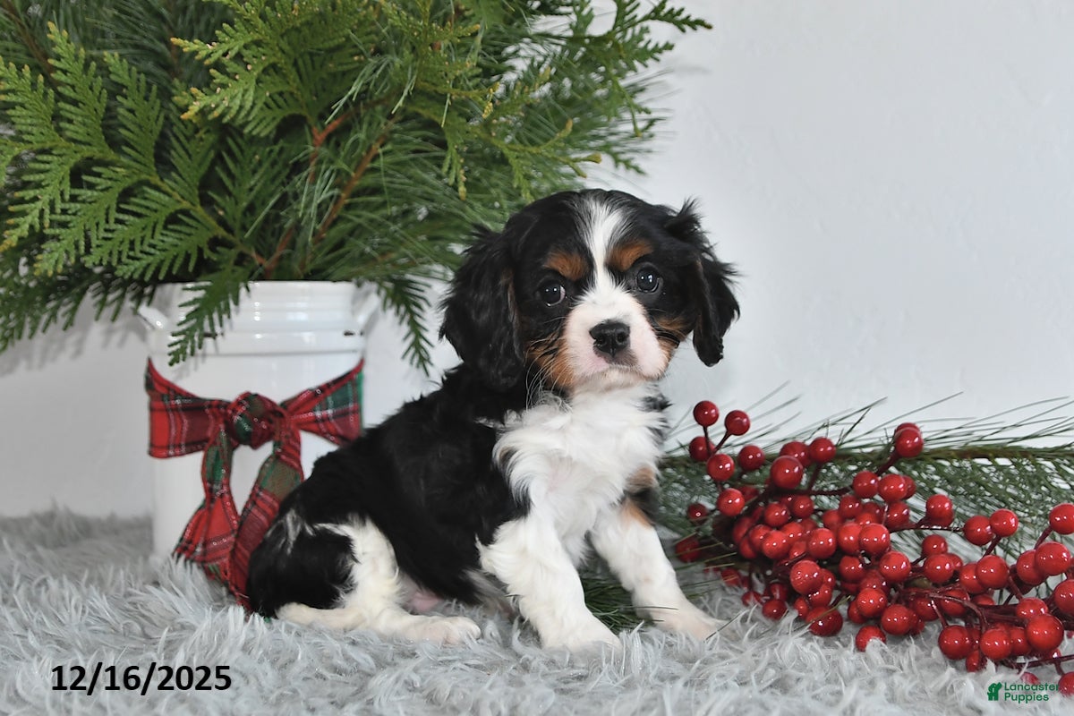 Cavalier King Charles Spaniel dogs Nicholas - Ad 34
