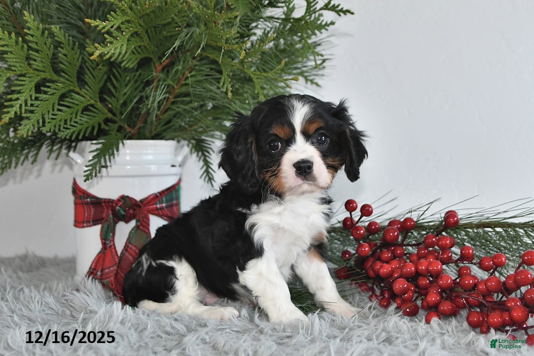 Cavalier King Charles Spaniel dogs for sale: Nicholas - Ad 1
