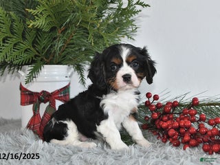 Cavalier King Charles Spaniel dogs Nicholas - Ad 34