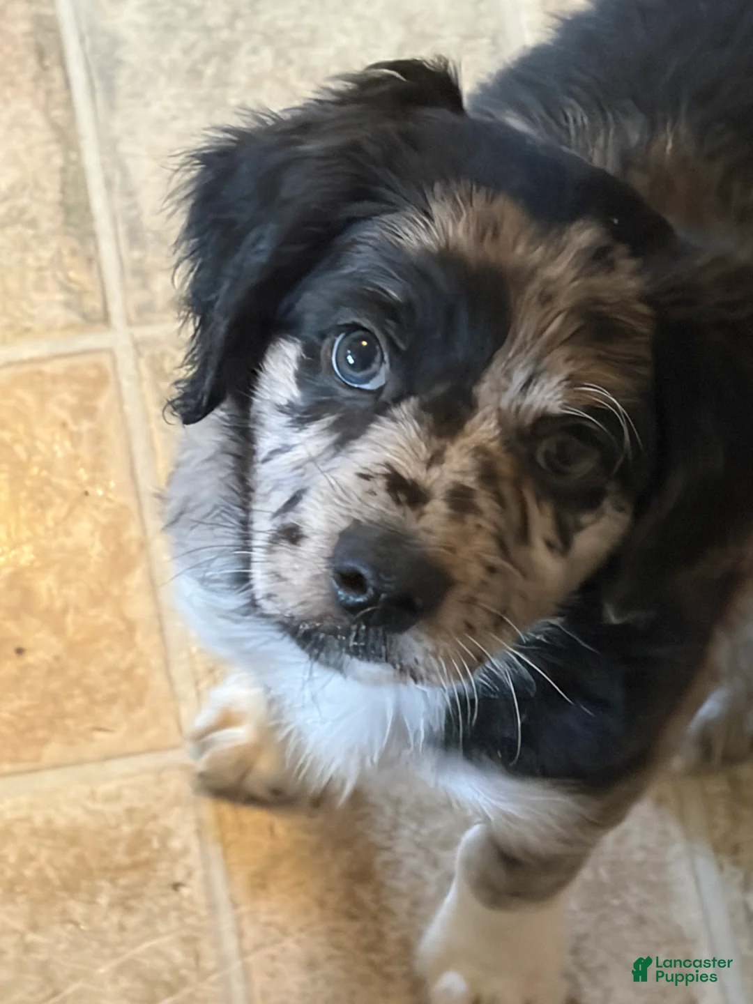 Aussiedoodle dogs for sale: Aries - Ad 1
